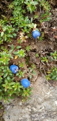 Gaultheria trichophylla
