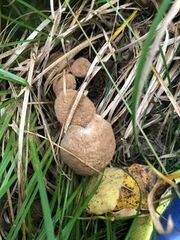 Asterophora lycoperdoides