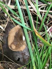 Asterophora lycoperdoides