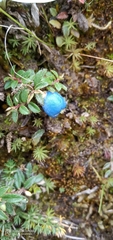 Gaultheria trichophylla