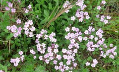 Saponaria ocymoides