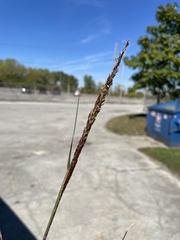 Sporobolus compositus