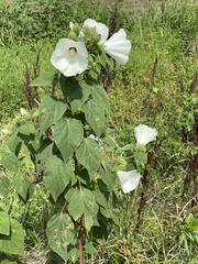 Hibiscus lasiocarpos