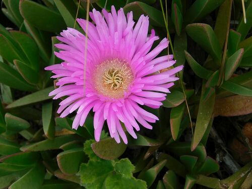 Carpobrotus mellei (Carpobrotus mellei)