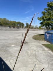 Sporobolus compositus