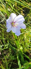 Aristea spiralis