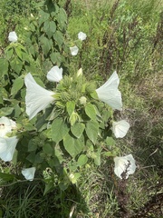 Hibiscus lasiocarpos