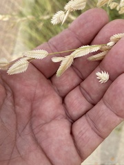 Eragrostis superba