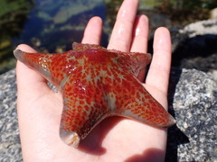 Dermasterias imbricata