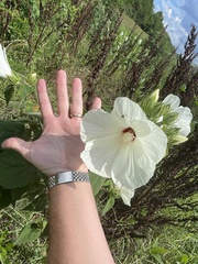 Hibiscus lasiocarpos
