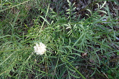 Cephalaria leucantha