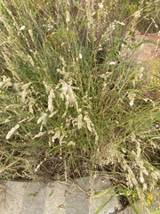 Eragrostis superba