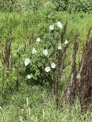 Hibiscus lasiocarpos