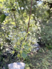 Clematis dioica