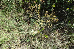 Bupleurum rigidum
