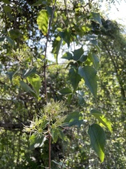 Clematis dioica