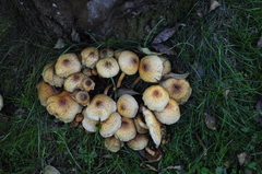 Pholiota