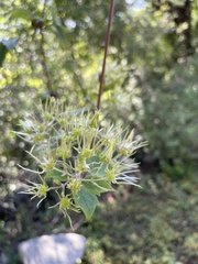 Clematis dioica