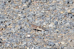 Trimerotropis occidentalis