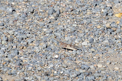 Trimerotropis occidentalis