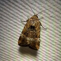 Elaphria chalcedonia