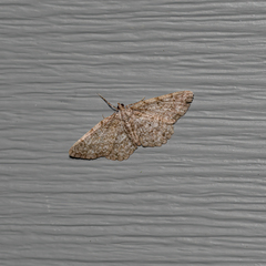 Protoboarmia porcelaria