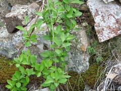 Lonicera periclymenum