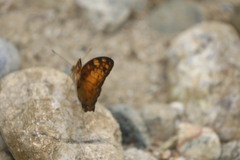 Vagrans sinha