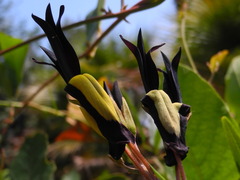 Kennedia nigricans
