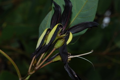 Kennedia nigricans