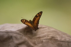 Vagrans sinha