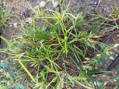 Cyperus compressus