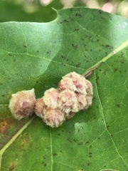 Callirhytis piperoides