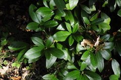 Tracheophyta