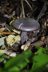 Cortinarius violaceus