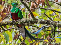 Pharomachrus mocinno