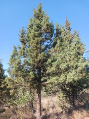 Juniperus occidentalis