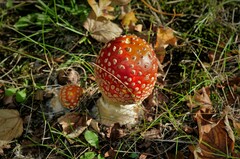 Amanita muscaria