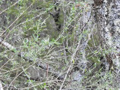 Salix salviifolia