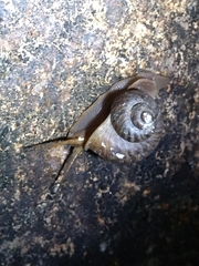 Cyclophorus punctatus