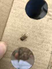 Euoniticellus intermedius