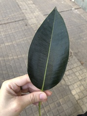 Ficus