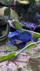 Dendrobates tinctorius
