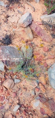 Helichrysum rutilans