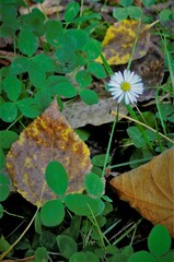 Bellis perennis