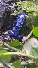 Dendrobates tinctorius