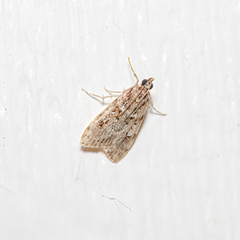 Eudonia strigalis