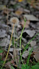 Tracheophyta