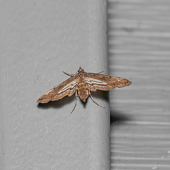 Parapoynx obscuralis