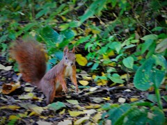 Sciurus vulgaris